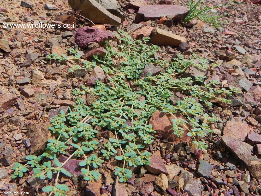 Ehuphorbia granulata